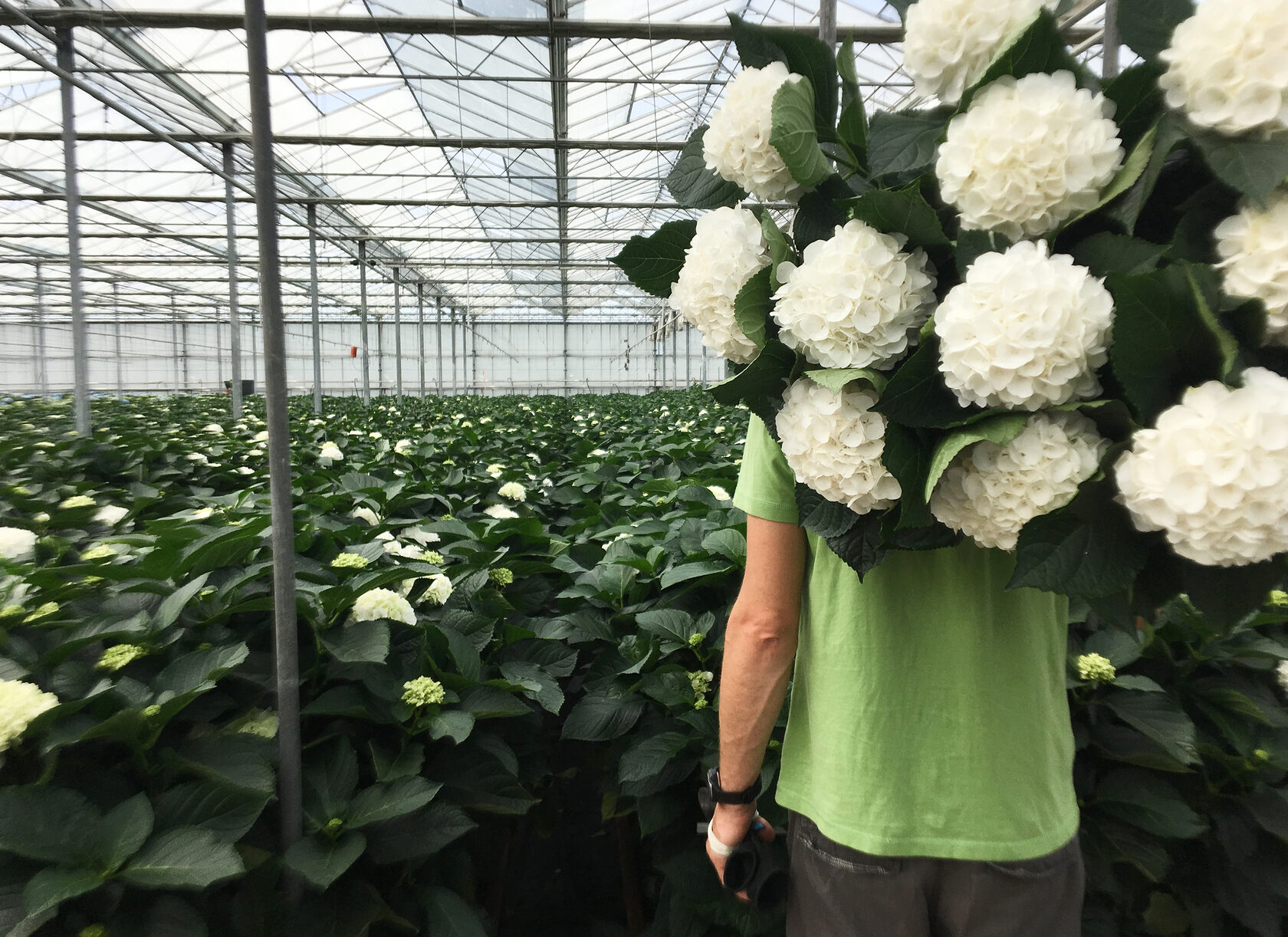 Van Klaveren Plant BV